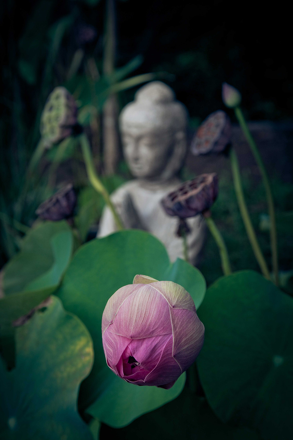 Buddah with flower in front